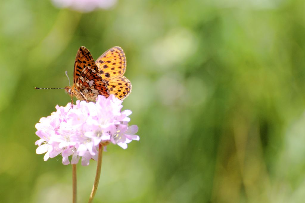 Boloria (Clossiana) euphrosyne, Nymphalidae